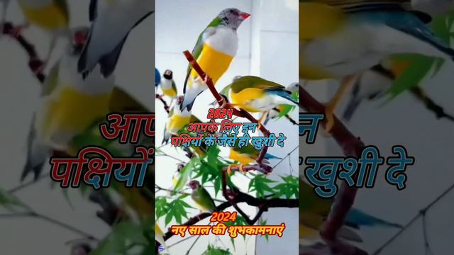 नए साल की खूबसूरत वीडियो2024 🌞🌝मेरे सभी दोस्तों सब्सक्राइबरों को नए साल की बहुत बहुत शुभकामनाएं смотреть онлайн