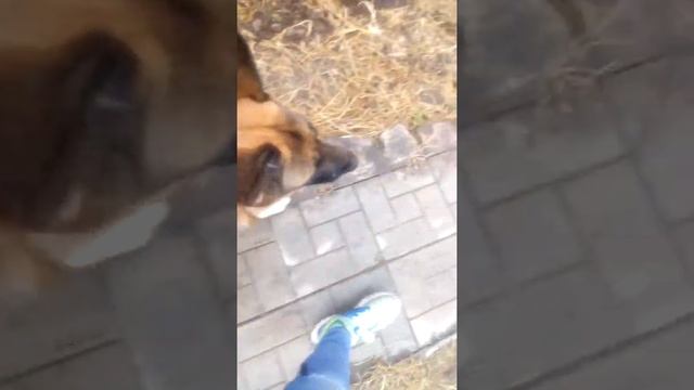 Как научить Немецкую Овчарку команде рядом смотреть онлайн