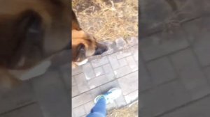 Как научить Немецкую Овчарку команде рядом