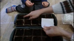 Сеем семена томатов в торфяные горшки