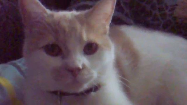 Кошка зивает