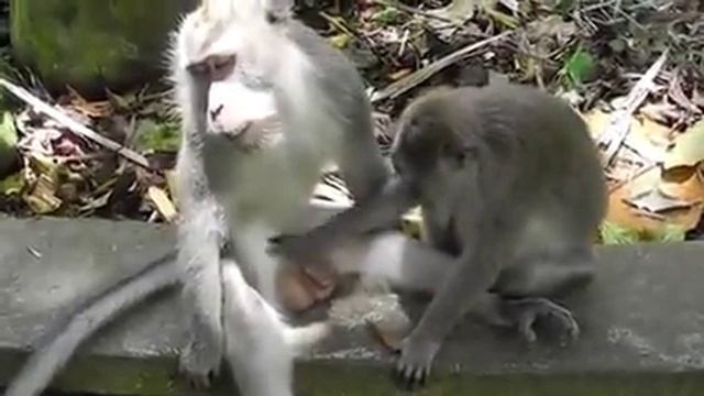 Игры обезьян смотреть онлайн