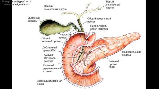 Двенадцатиперстная кишка: топография, строение, функции, кровоснабжение, регионарные лимфаузлы смотреть онлайн