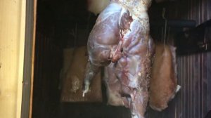 Копчение дикого зайца на щепе!деликатес  из дикого зайца за 8500₽