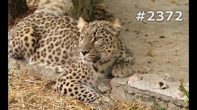 #2372. Леопарды (В мире животных) смотреть онлайн
