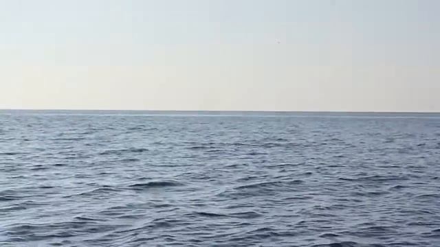 Гурзуф. Дельфины