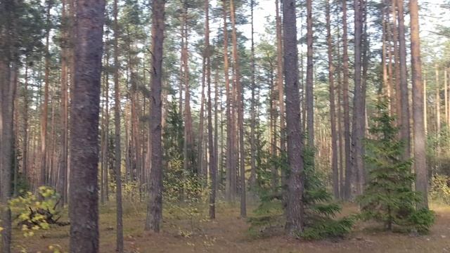 Беловежская пуща с детьми смотреть онлайн