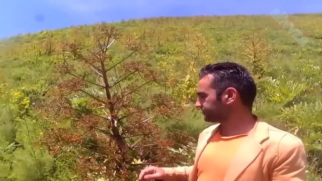 Хамватанони АЗИЗ. Диккат. Барои пешрафти табиат ва чомеа. смотреть онлайн