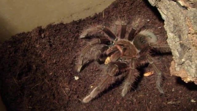 Theraphosa apophysis 6l смотреть онлайн