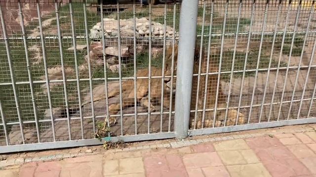 Любимый город Алматы. Центральный парк Горького \ Парк Отдыха. смотреть онлайн