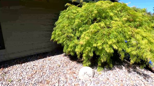 Pruning Azaleas, Rhododendron and Japanese Maple - Before and After смотреть онлайн