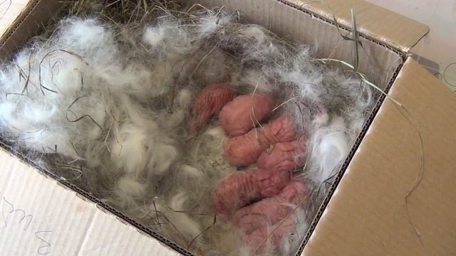 Зимний окрол, как спасти крольчат!! Кролики довольны, самый простой и бесплатный способ! Маточник! смотреть онлайн