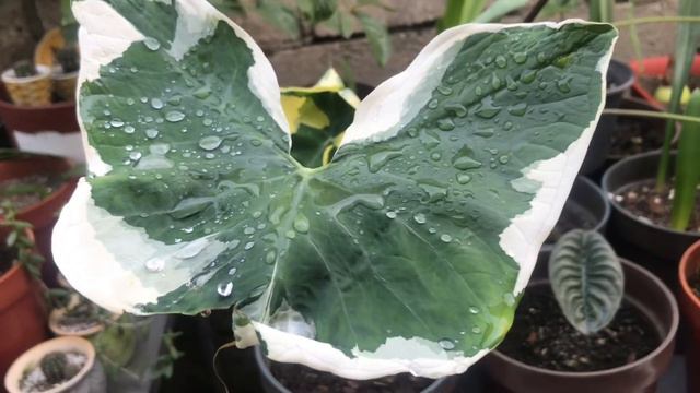 Plantas Exóticas #alocasia Mariposa🦋 o también llamada Mickey Mouse por su peculiar forma. смотреть онлайн