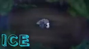 Коты Воители клип