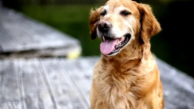 5 самых ДОРОГИХ животных в мире! смотреть онлайн