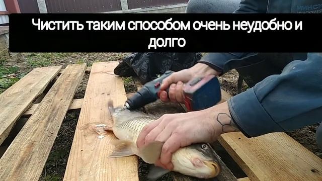 Проверка лайфхака. Очистка рыбы от чешуи шуруповертом. смотреть онлайн