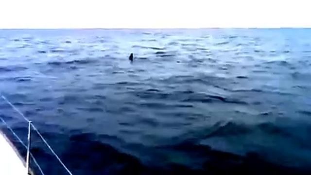 УЖАС и кошмар. Большая китовая акула нападает на яхту смотреть онлайн
