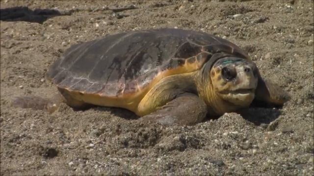 Освобождение черепахи Логгерхед (Caretta caretta), по имени Анастасия, в Средиземное море. смотреть онлайн