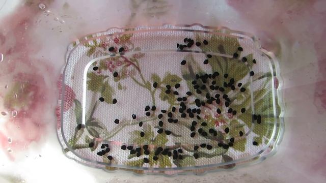 Посев лука-чернушки на зелень. смотреть онлайн