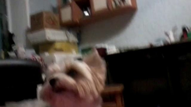 Собака йорк по имени Лео смотреть онлайн