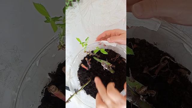 . Қыс айында роза гулін тамырлату смотреть онлайн