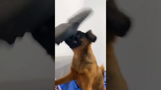 СОБАКА БЬЁТ ТАПКОМ смотреть онлайн