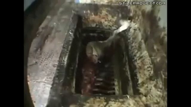 Как делают сосиски. Вся правда