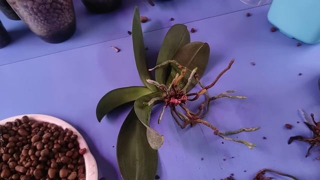 11.08.22.ОРХИДЕЯ Белая..пересадка.. обрезаю все плохие корни.. смотреть онлайн