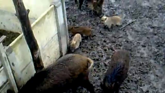 дикие кабаны и кабанчики смотреть онлайн