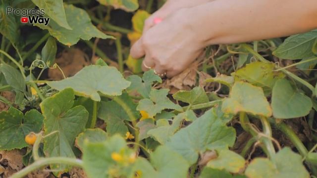 Внесите Соду Осенью и Она Спасёт Сад и Огород от вредителей и болезней! Способ применения и дозы смотреть онлайн