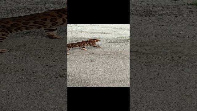 Масик хулигасик