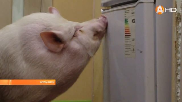 В Мурманске появилась «звезда» публики – 70-килограммовый мини-пиг Игорёк смотреть онлайн