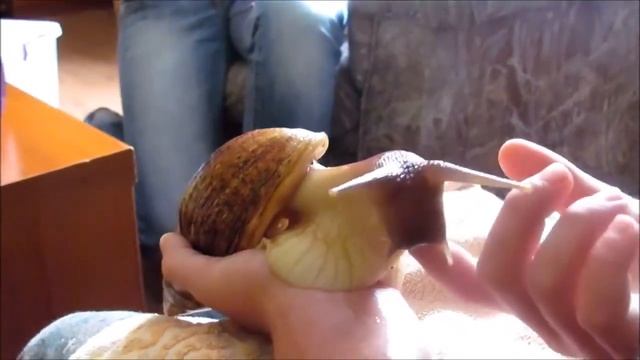 Улитка смотреть онлайн