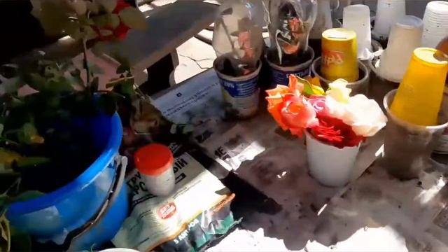 Черенкую розы, жимолость и посадка ирги. смотреть онлайн