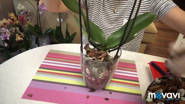 Пересадка новых орхидей в новый грунт. Интересно посмотреть какой будет результат.?? смотреть онлайн