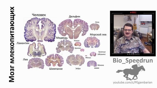 20. Эволюция часть I (Speedrun общая биология 9-11 класс, ЕГЭ, ОГЭ 2022) смотреть онлайн