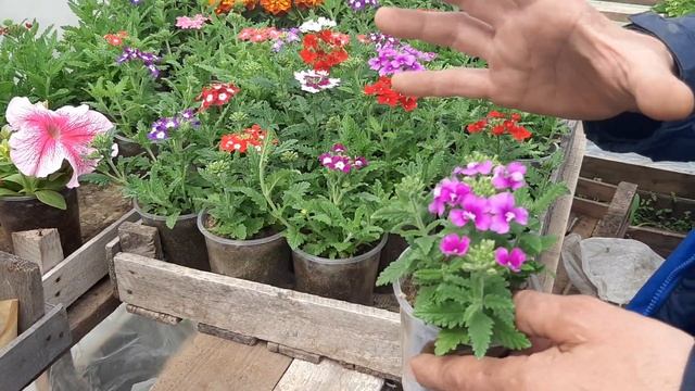 ВЕРБЕНА цветок Сроки посева и Как вырастить Вербену Правильно