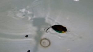 Копия Megabass SR-X Griffon NEW с AliExpress | Обзор и игра | отличный Китайский кренк на щуку