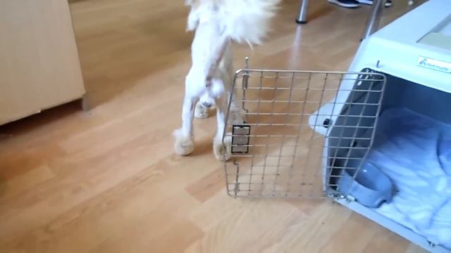 Персик после стрижки )))