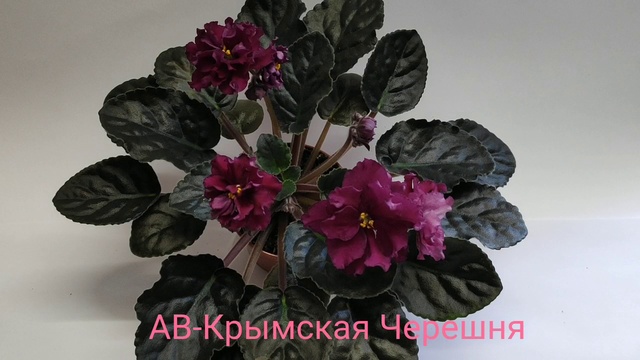 АВ-Бабушкина Фиалка.АВ-Крымская Черешня.АВ-Лягушонок.АВ-Панакота.АВ-764-55.