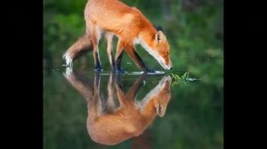 Детская песня про животных, для зарядки. Лесная зарядка