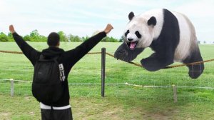 Попробуй не Заплакать! Моменты Встречи Животных с Хозяевами После Долгих Лет Разлуки