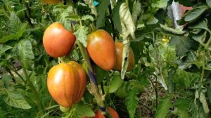 Сахарная гирлянда ! Полный обзор томата