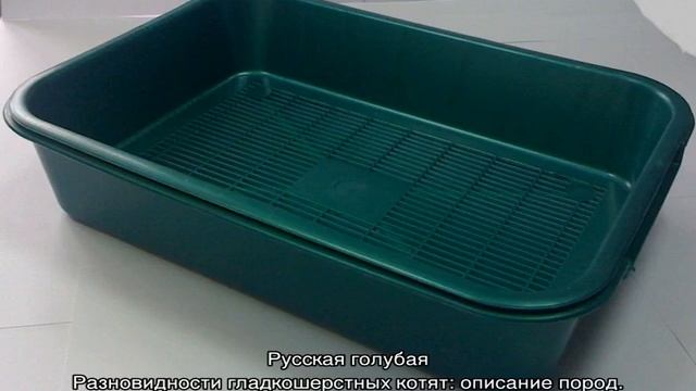Короткошерстные кошки: список популярных пород смотреть онлайн