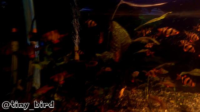 Аквамир в зоопарке Алматы смотреть онлайн