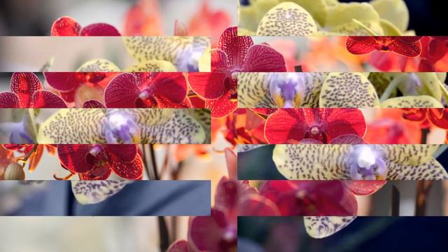 Прекрасные цветущие орхидеи - Beautiful flowering orchids смотреть онлайн