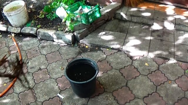 Приобрели саженцы деревьев и кустарников? Делайте так, и приживаемость будет всегда 100%! смотреть онлайн