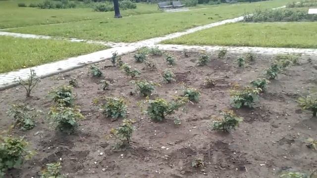 Расцветает Долина роз в Кисловодске смотреть онлайн