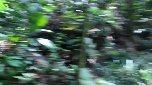 Seychelles nature Mahe || Сейшелы природа Маэ смотреть онлайн