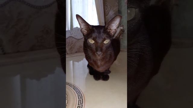 #shorts ЗНАКОМЬТЕСЬ - ВНЕШТАТНЫЙ СОТРУДНИК ПРОЕКТА "САДОВОД РУЛИТ" смотреть онлайн